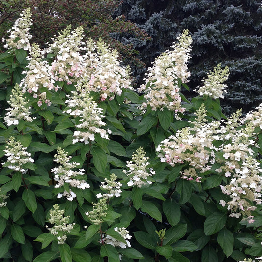 Hydrangea ‘Tardiva’