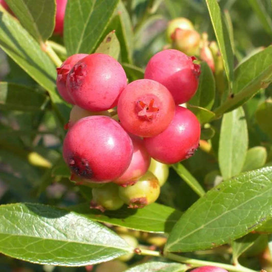 Blueberry 'Pink Lemonade'