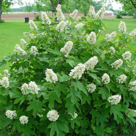 Hydrangea Oakleaf 'Alice'