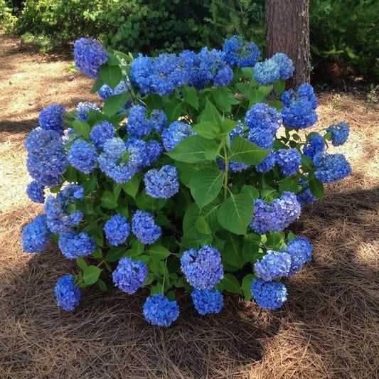 Hydrangea Bigleaf 'Nikko Blue'