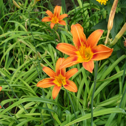 Daylily 'Orange Ditch Lily'