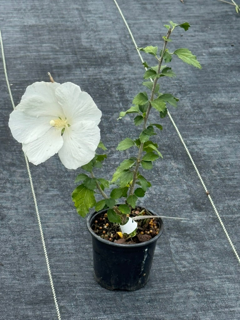 Rose Of Sharon 'Diana'