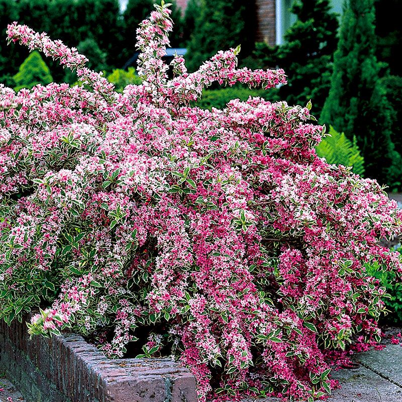 Weigela 'Variegated'