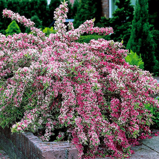 Weigela 'Variegated'
