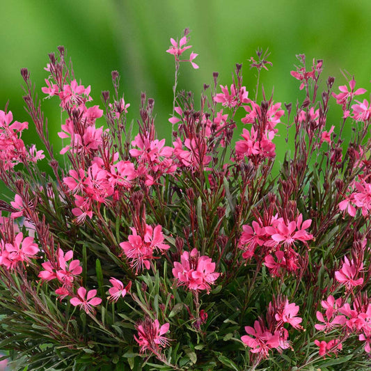 Gaura 'Dark Rose'