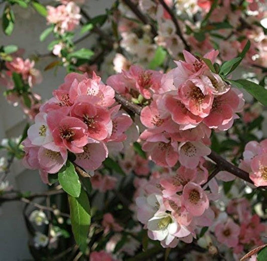 Quince 'Toyo Nishiki'