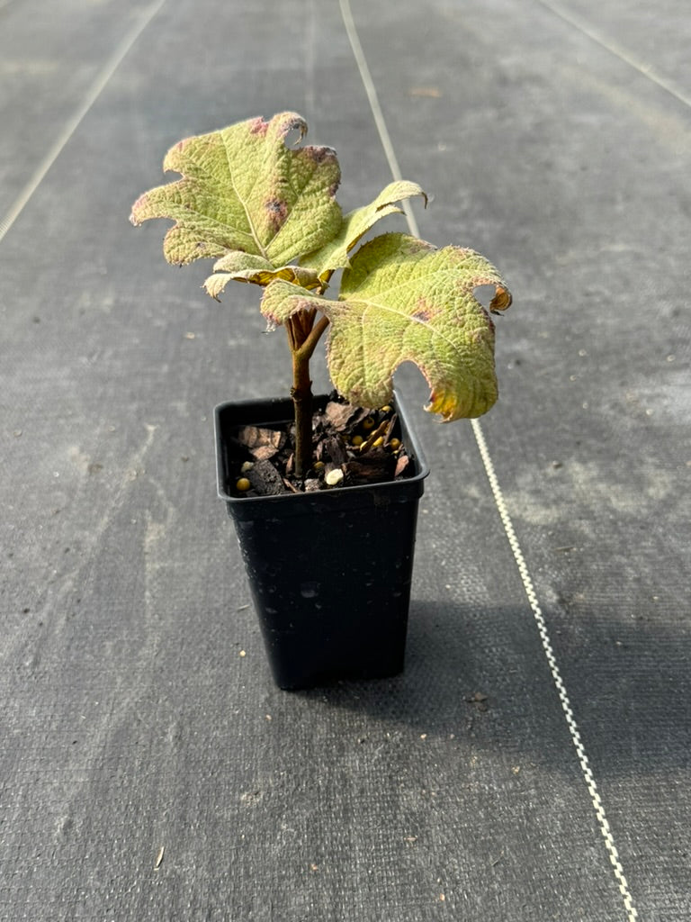 Hydrangea Oakleaf 'Snow Queen'
