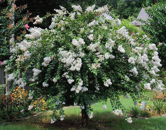 Crepe Myrtle 'Alba'