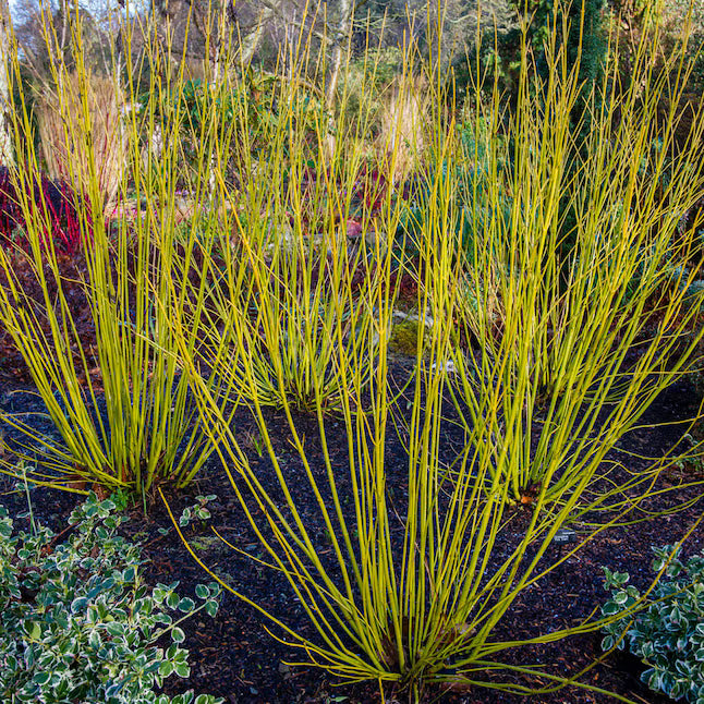 Dogwood 'Yellow Twig'