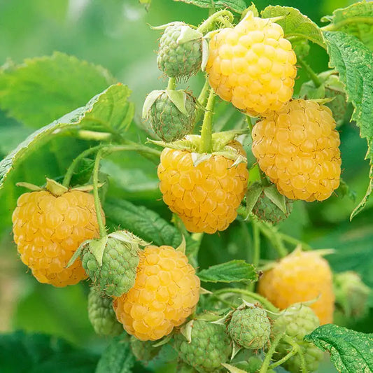 Raspberry 'Anne'
