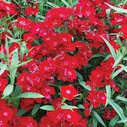 Dianthus 'Rockin Red'