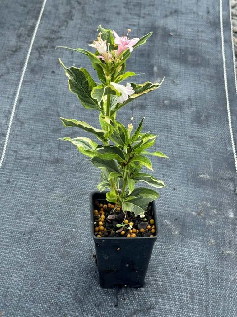 Weigela 'Variegated'