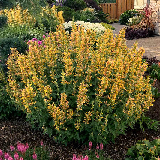 Agastache 'Kudos Yellow'