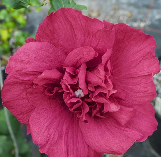 Rose Of Sharon 'Double Red'