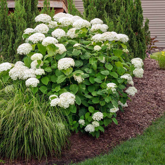 Hydrangea 'Annabelle'