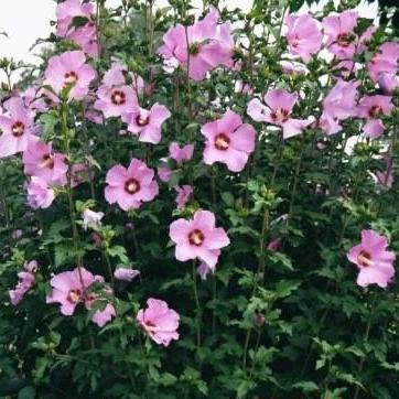 Rose Of Sharon 'Aphrodite'