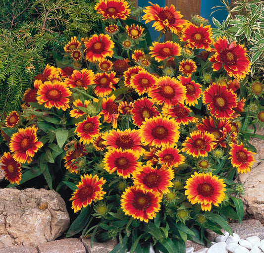 Gaillardia 'Arizona Sun'