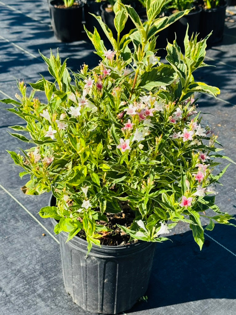 Weigela 'Variegated'