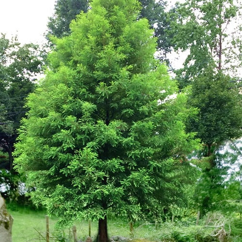 Cypress 'Bald Cypress