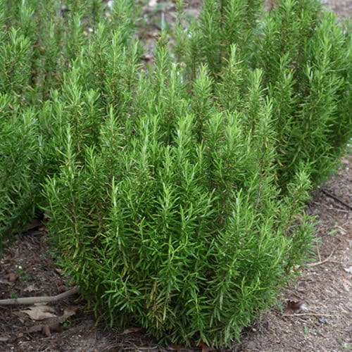 Rosemary 'Barbeque'
