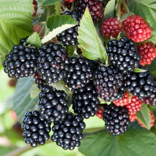 Blackberry 'Chester Thornless'