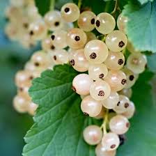Currant 'Blanca'