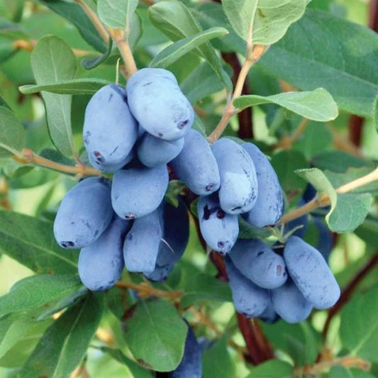 Honeyberry 'Tundra'