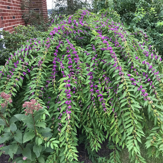 Beautyberry 'American'
