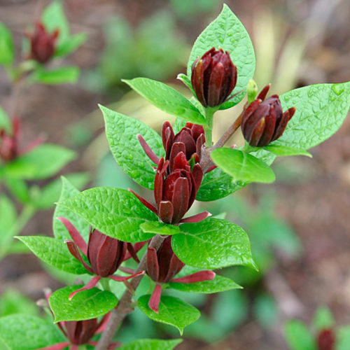 Carolina Allspice