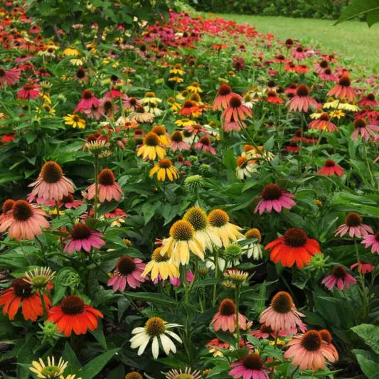 Echinacea 'Cheyenne Spirit'