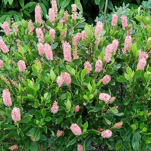 Clethra 'Ruby Spice'