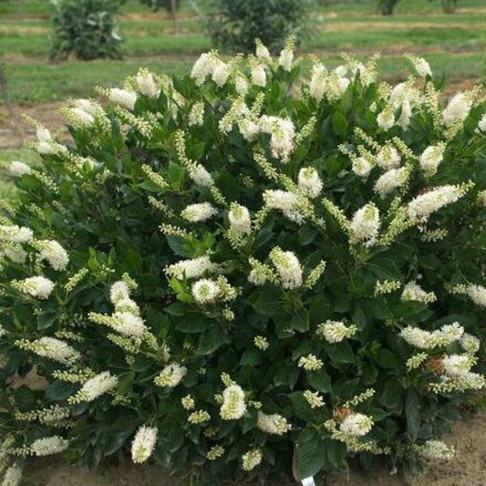 Clethra 'Hummingbird'