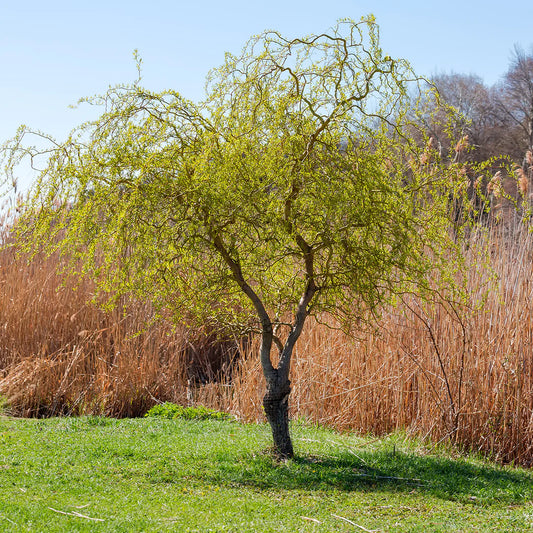 Willow 'Corkscrew Willow'