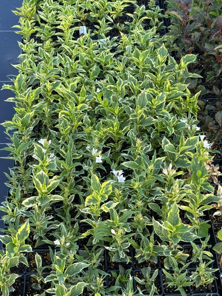 Weigela 'Variegated'