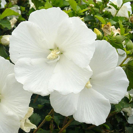 Rose Of Sharon 'Diana'