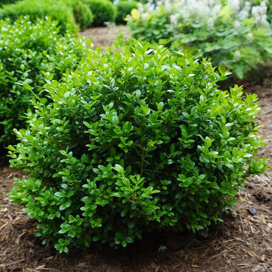 Boxwood 'Little Missy'