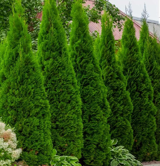 Arborvitae 'Emerald Green'