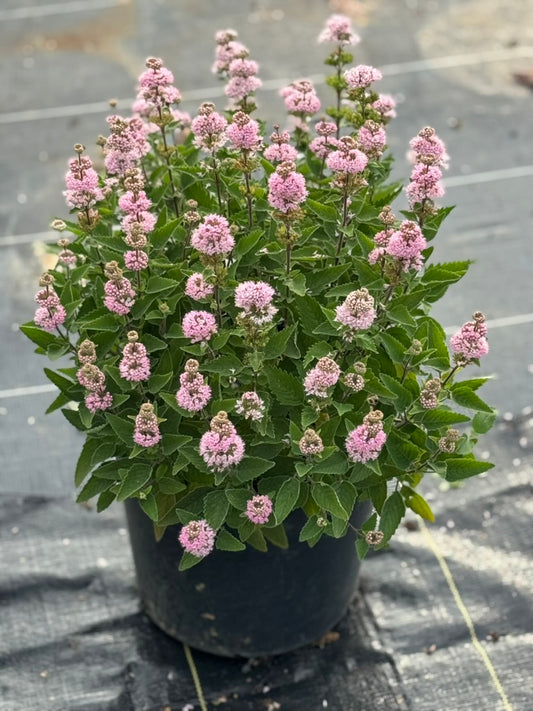 Bluebeard 'Pink'
