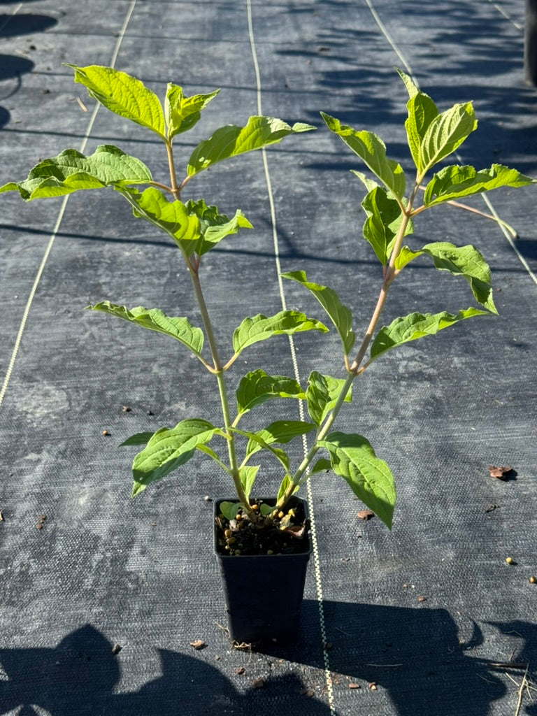 Hydrangea 'Limelight Improved'