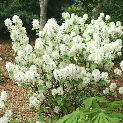 Frothergilla 'Mt. Airy'