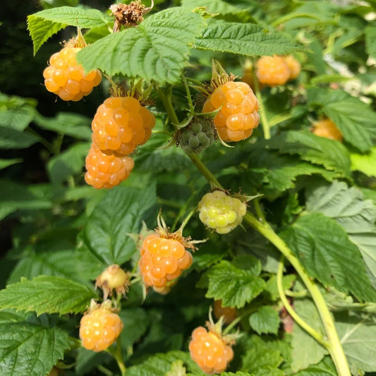 Raspberry 'Fall Gold'