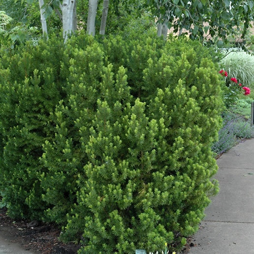 Yew 'Taxus Hicksii'