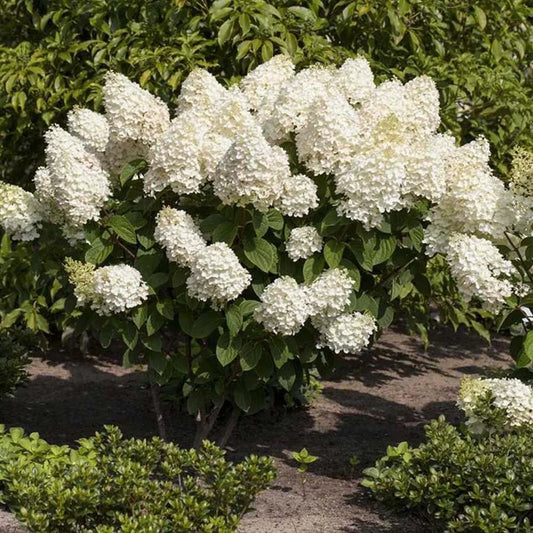 Hydrangea 'Silver Dollar'