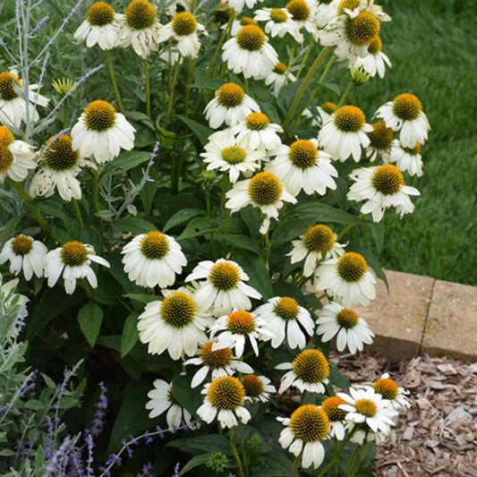 Echinacea 'PowWow White'