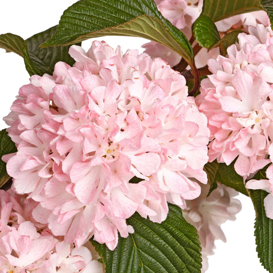 Viburnum 'Kerns Pink'