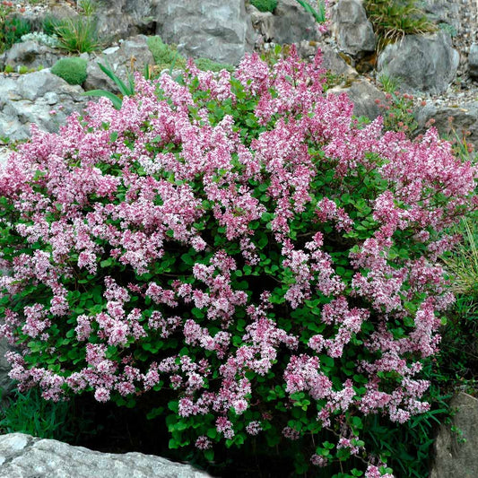 Lilac 'Palabin' Dwarf Korean