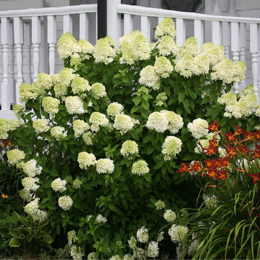 Hydrangea 'Limelight'