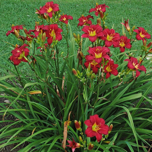 Daylily 'Pardon Me'