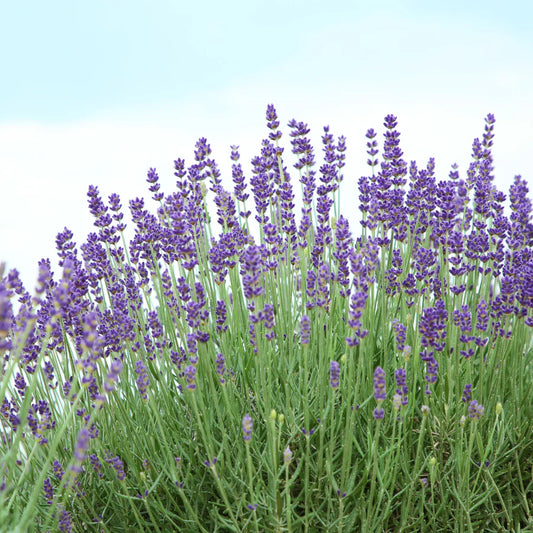 Lavender 'Phenomenal'