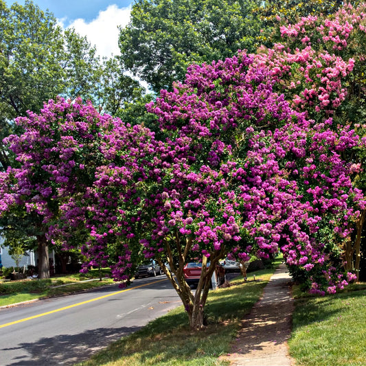 Crepe Myrtle 'Purpurea'
